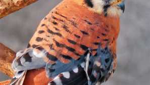 Спарог кустрил